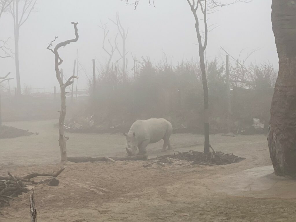 Bild von Nashorn Kimba im Zoo Zürich