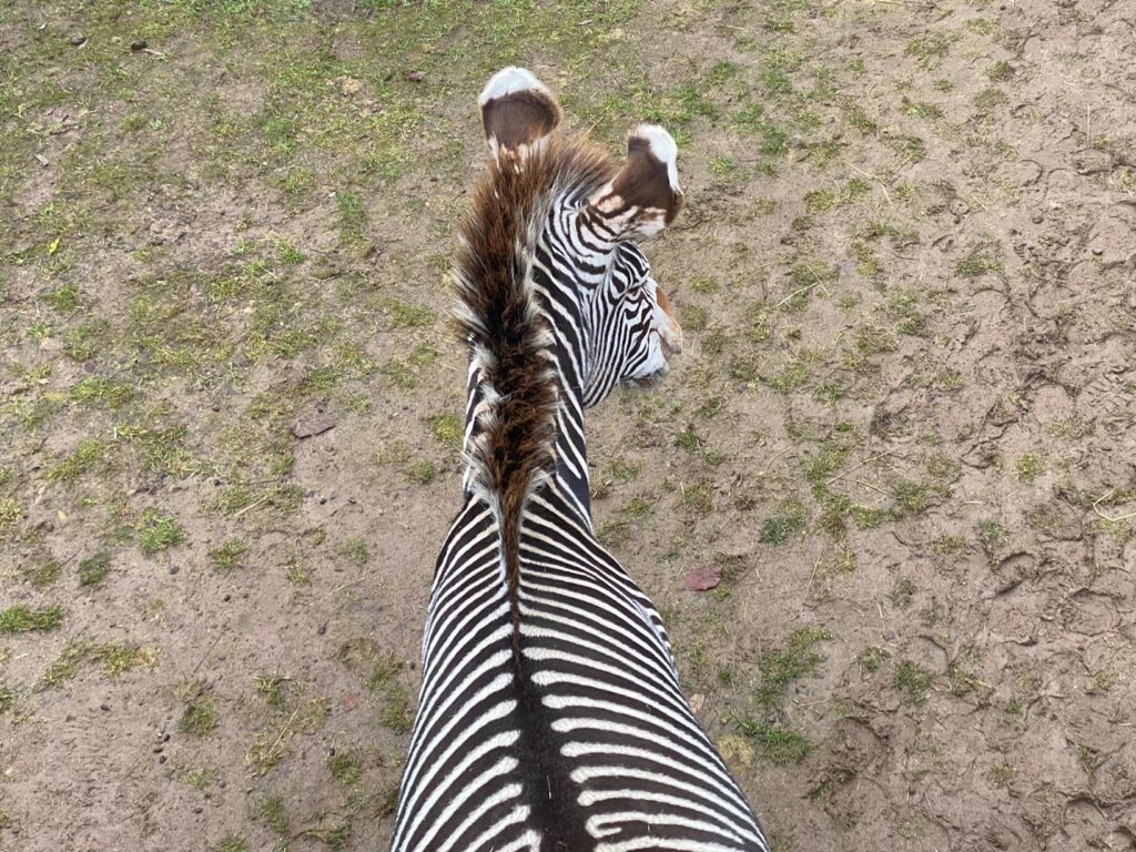 Bild von einem Zebra im Zoo Zürich