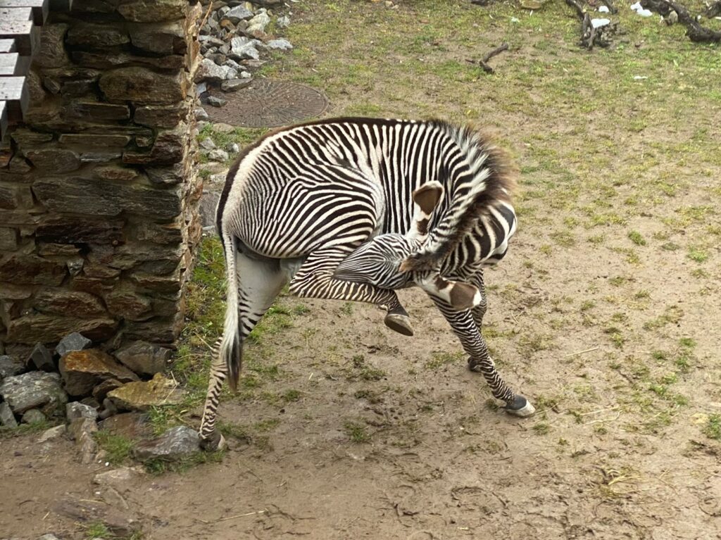Bild von einem Zebra im Zoo Zürich