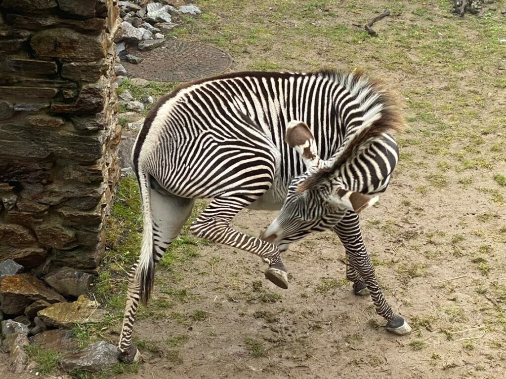 Bild von einem Zebra im Zoo Zürich