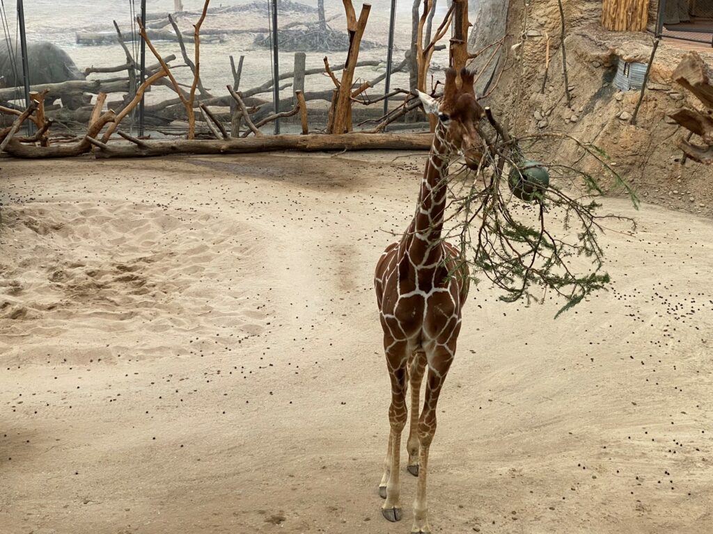 Bild von einer Giraffe Nashorn Kimba im Zoo Zürich