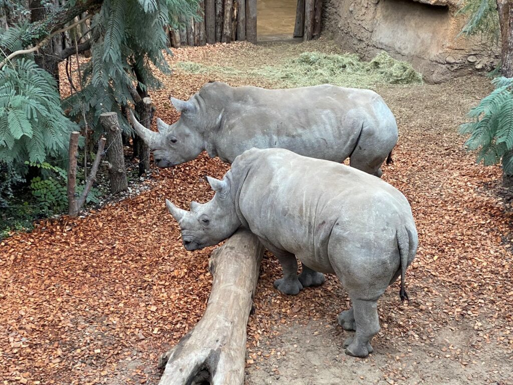 Bild von Nashörner im Zoo Zürich
