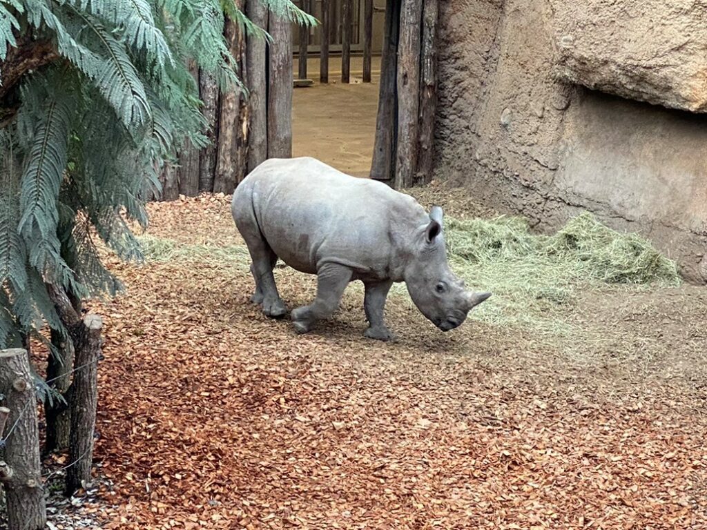 Bild von Nashorn Ushindi im Zoo Zürich