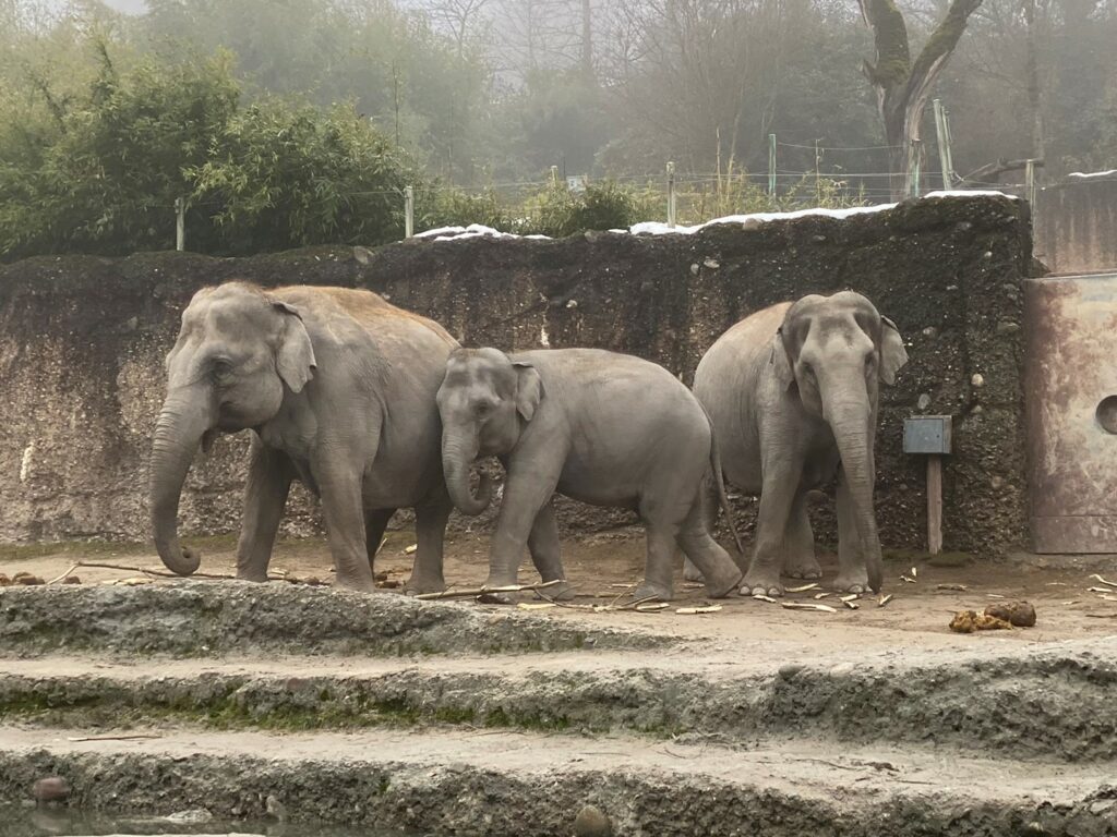 Bild der Elefanten im Zoo Zürich