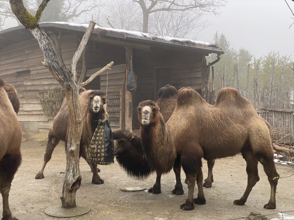 Bild der Kamele im Zoo Zürich