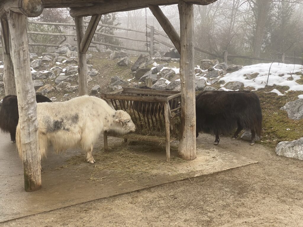 Bild der Yaks im Zoo Zürich