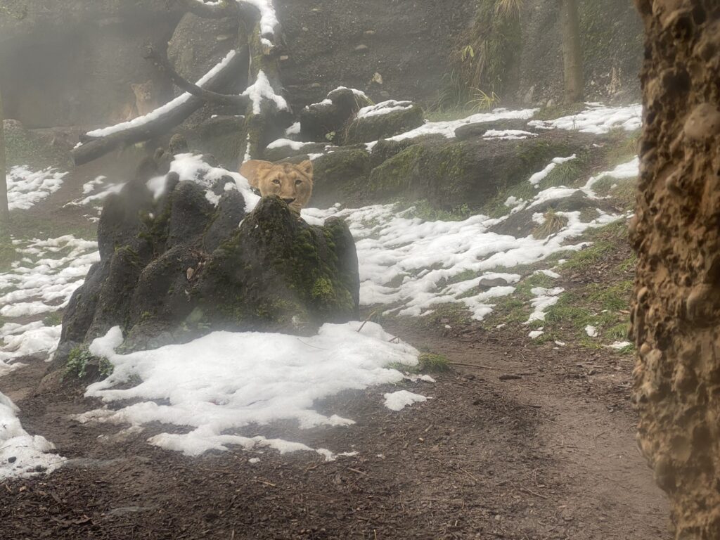 Bild der Löwin im Zoo Zürich