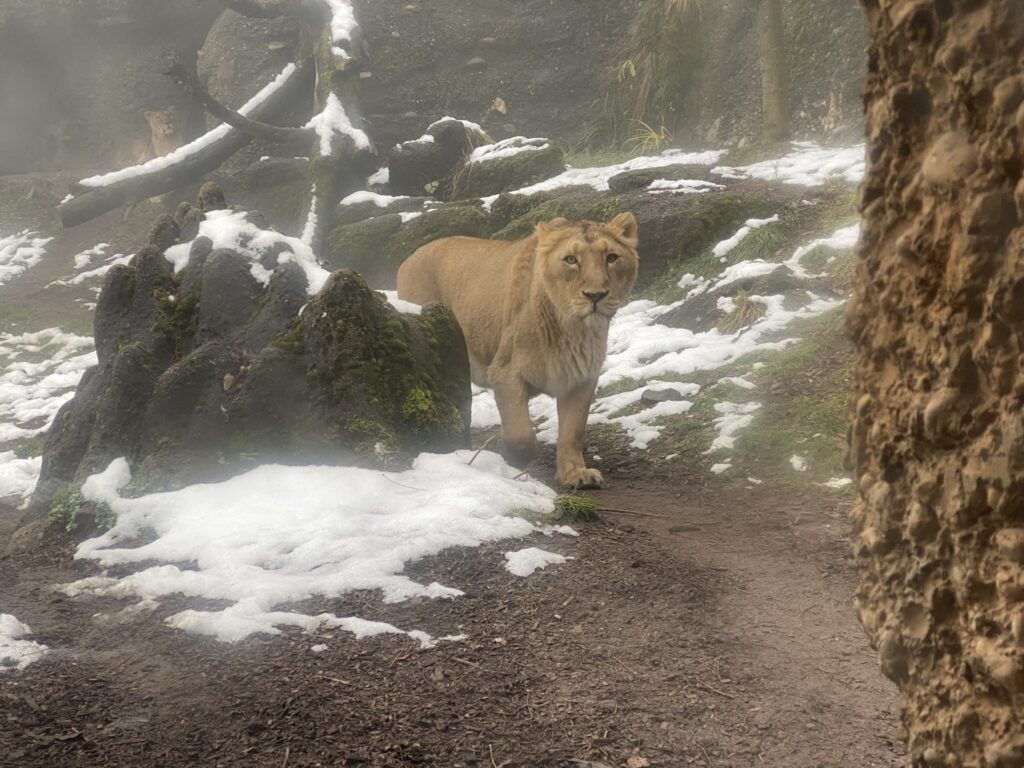 Bild der Löwin im Zoo Zürich