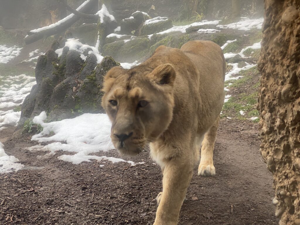 Bild der Löwin im Zoo Zürich