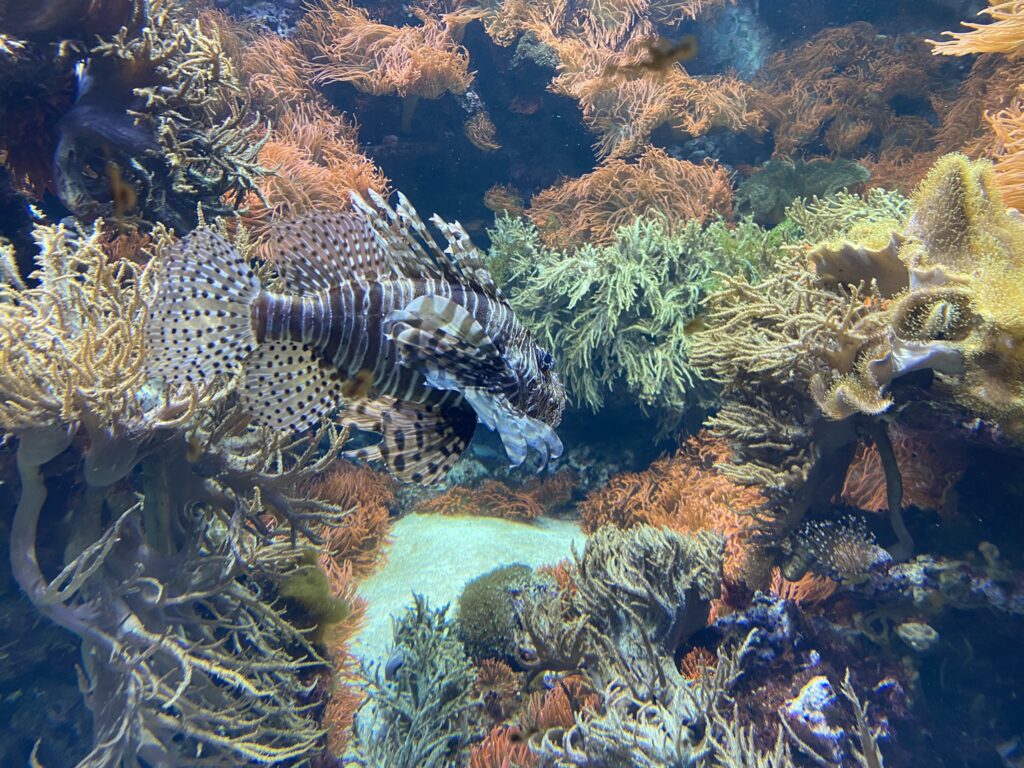 Bild des Feuerfisch im Zoo Zürich