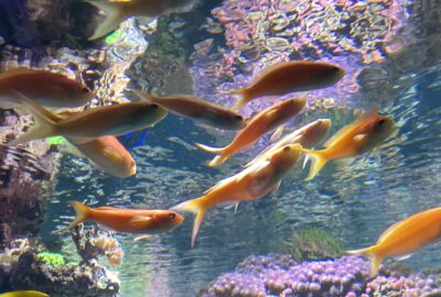 Bild der Flammen-Fahnenbarschen im Zoo Zürich