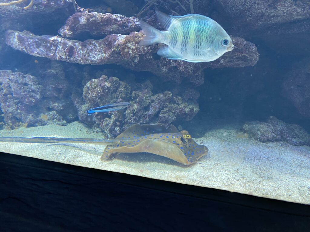Bild des Putzerfisch mit einem Rochen im Zoo Zürich
