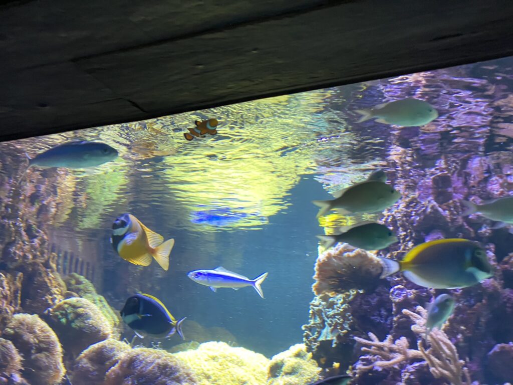 Bild des Clownfisch im Zoo Zürich