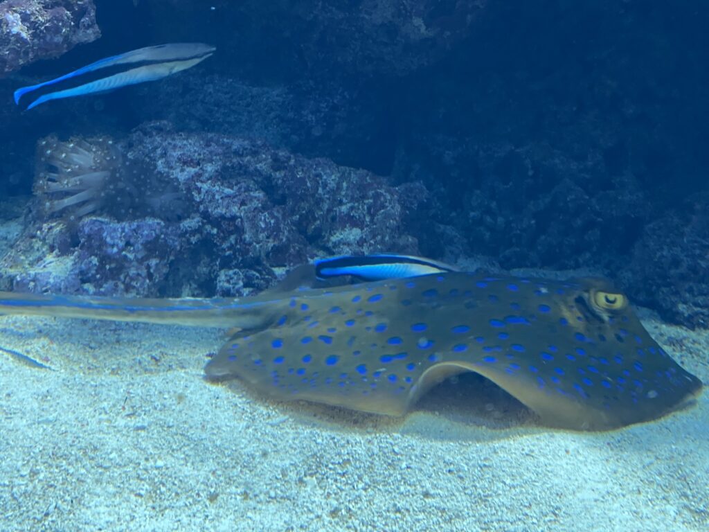 Bild des Putzerfisch mit einem Rochen im Zoo Zürich