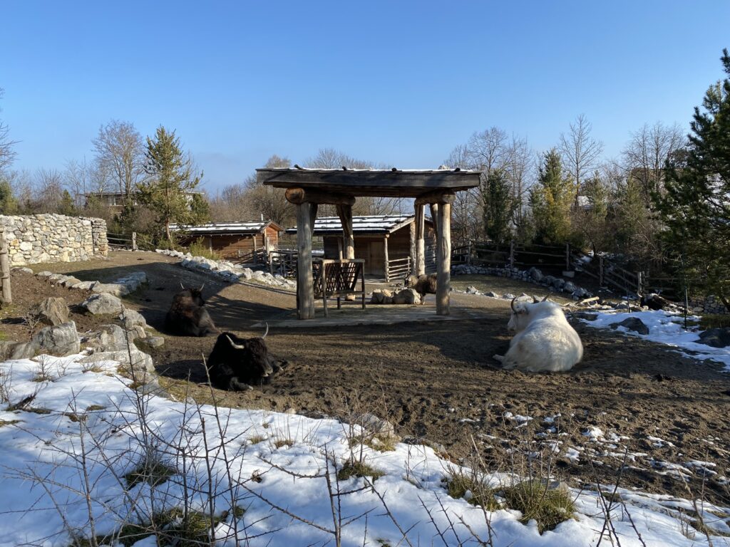 Bild der Yaks im Zoo Zürich