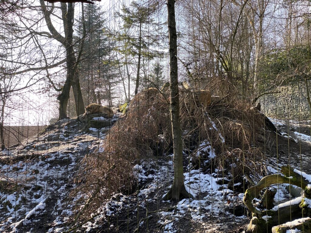 Bild des Wolfs im Zoo Zürich