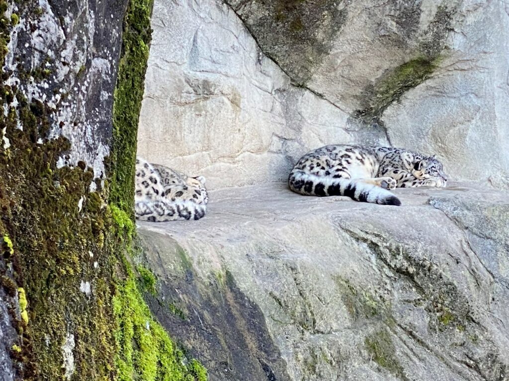 Bild der Schneeleoparden im Zoo Zürich