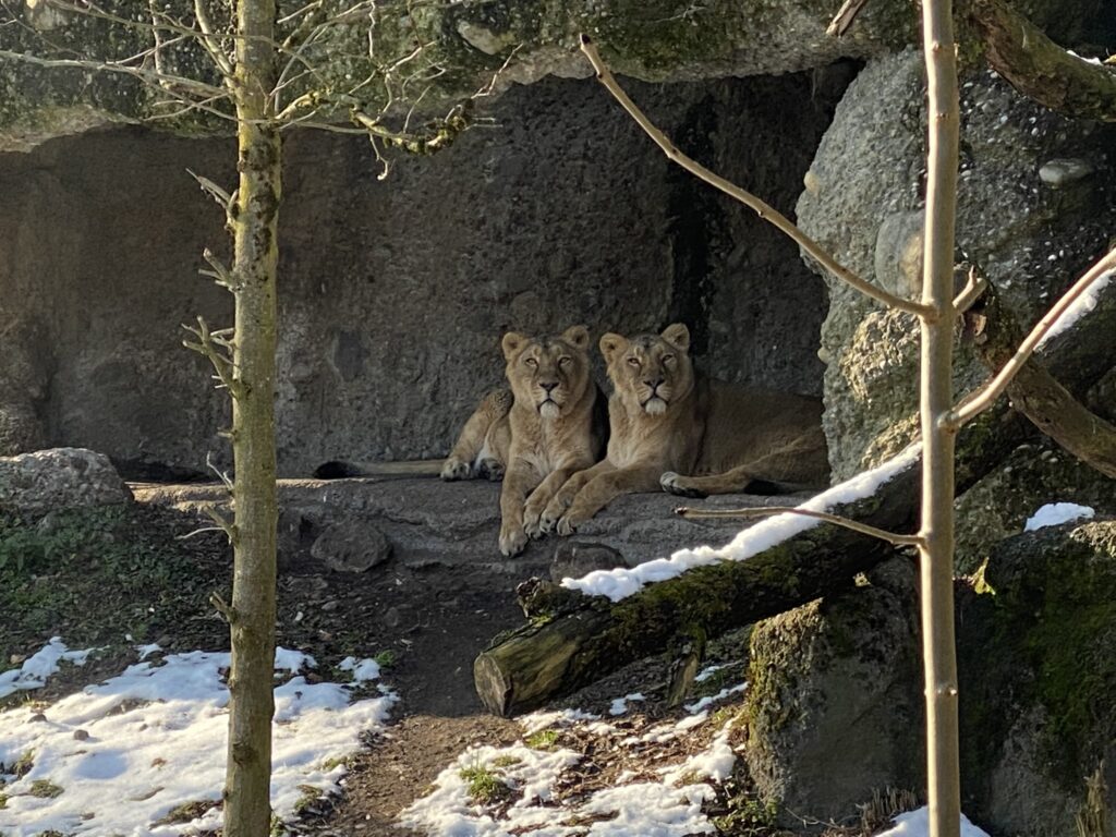 Bild der Löwinnen im Zoo Zürich