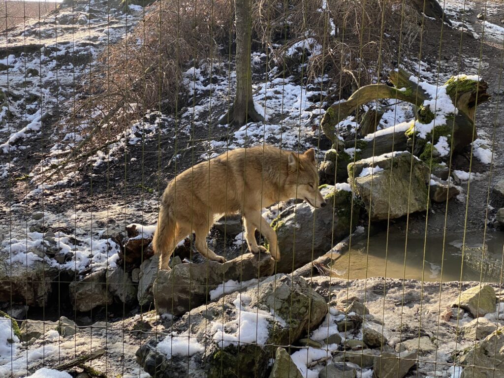 Bild des Wolfs im Zoo Zürich