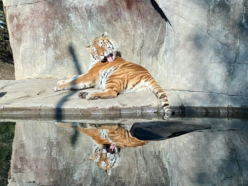Bild des Tigers im Zoo Zürich