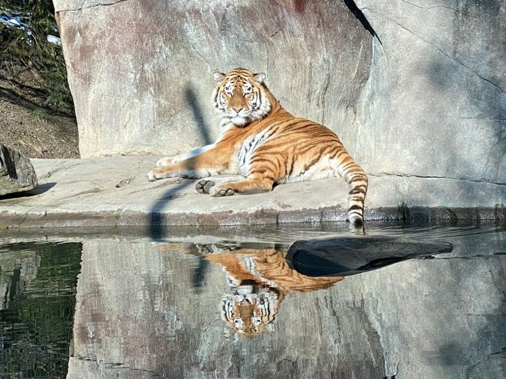 Bild des Tigers im Zoo Zürich
