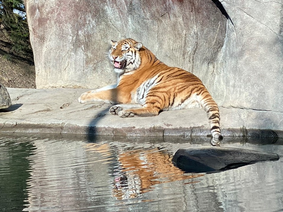 Bild des Tigers im Zoo Zürich