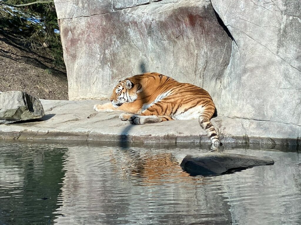 Bild des Tigers im Zoo Zürich
