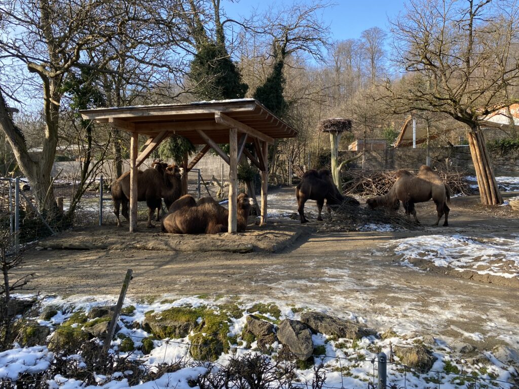 Bild der Kamele im Zoo Zürich