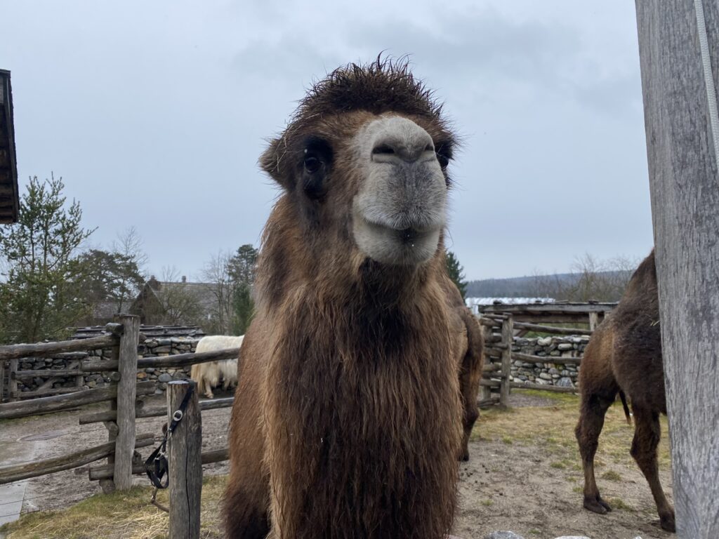 Bild des Trampeltiers im Zoo Zürich