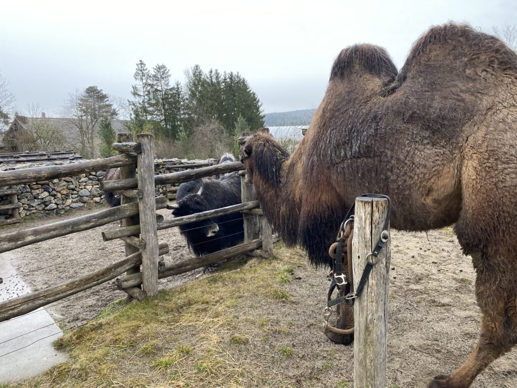 Bild des Trampeltiers im Zoo Zürich