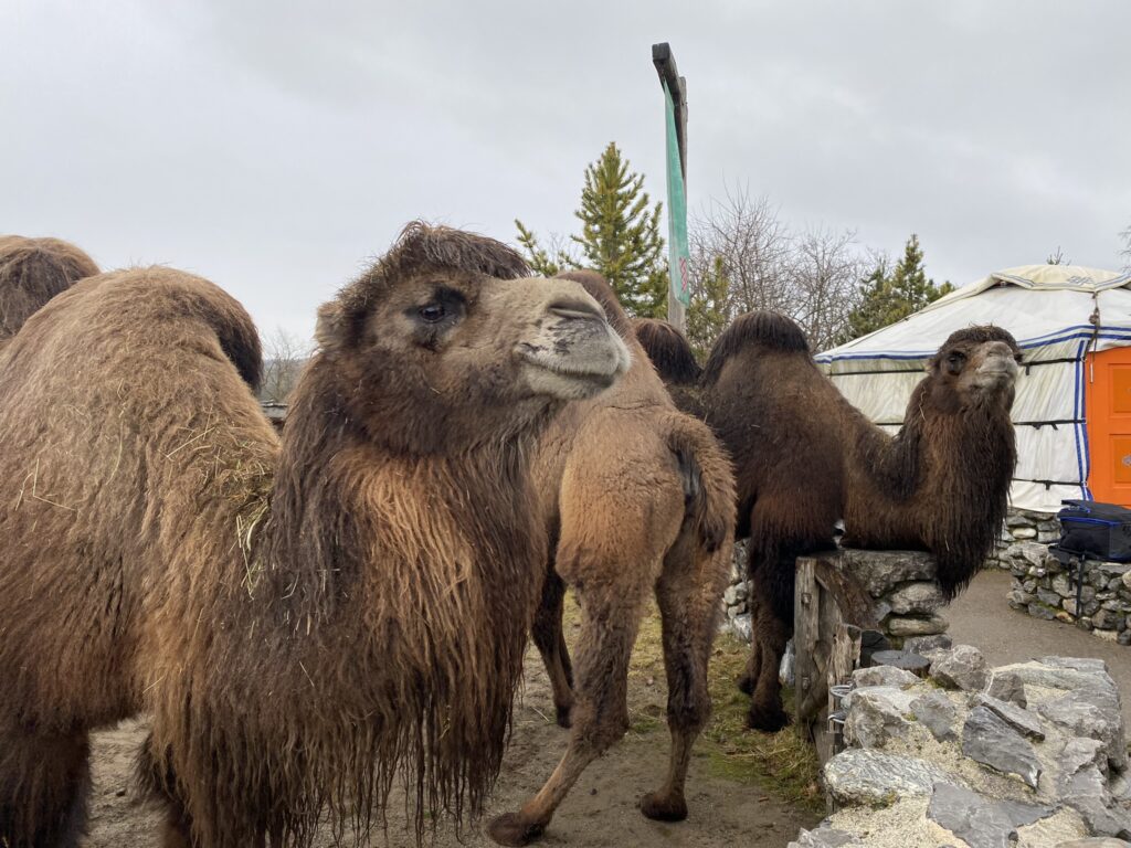 Bild der Trampeltiere im Zoo Zürich