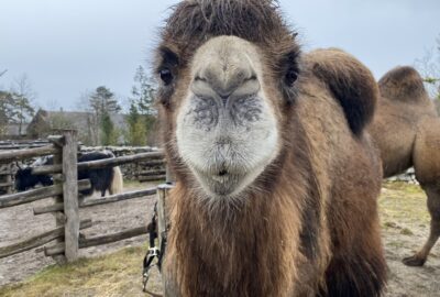 Bild des Trampeltiers im Zoo Zürich