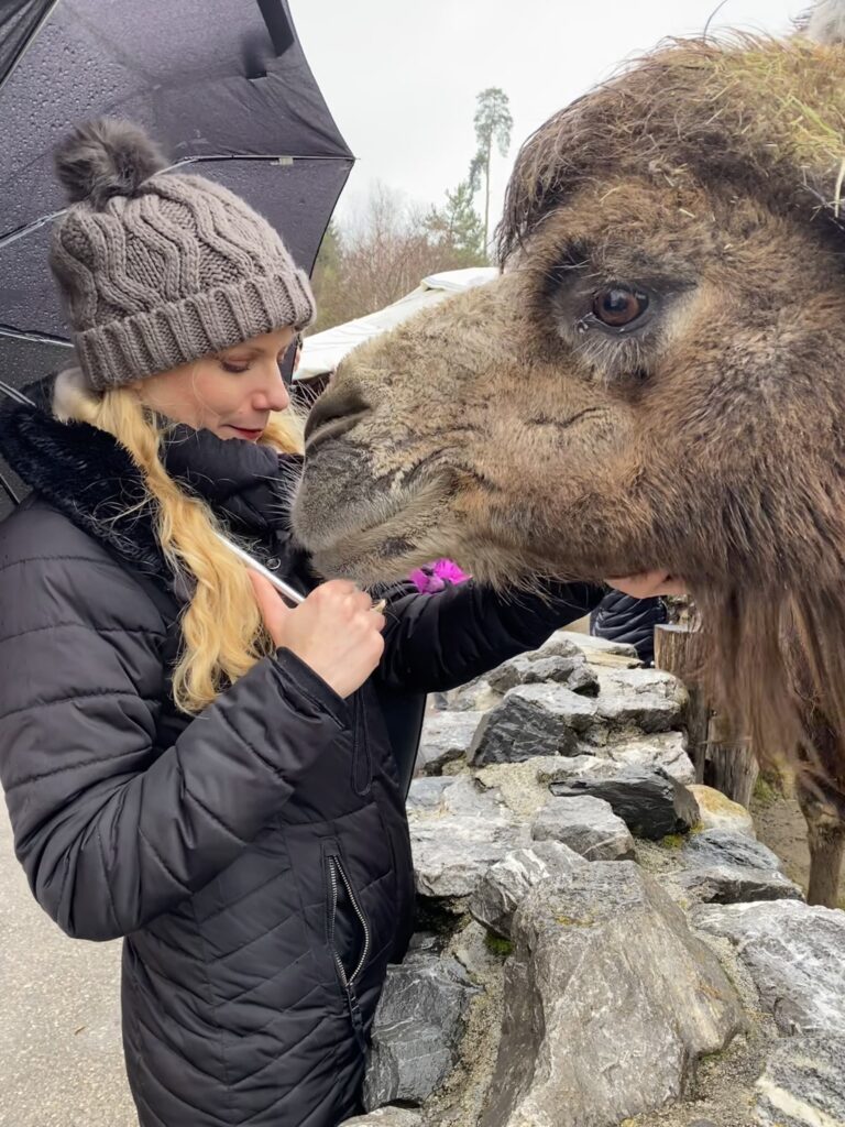 Bild von Trampeltier Ona und Daphne Chaimovitz im Zoo Zürich