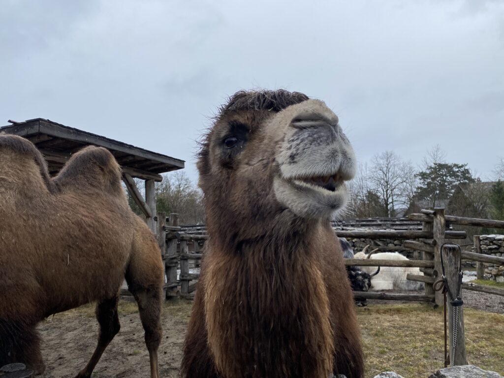 Bild des Trampeltiers im Zoo Zürich