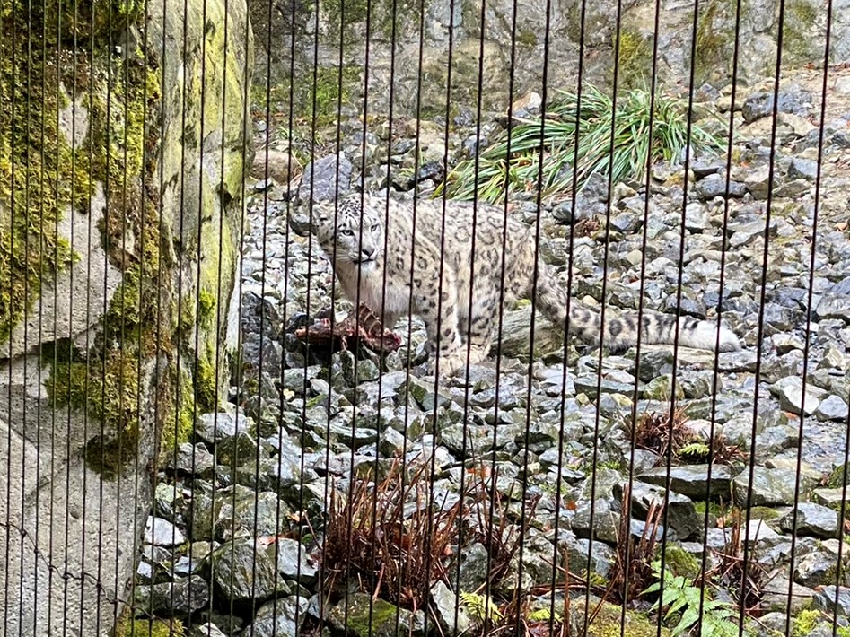 Bild des Schneeleoparden im Zoo Zürich