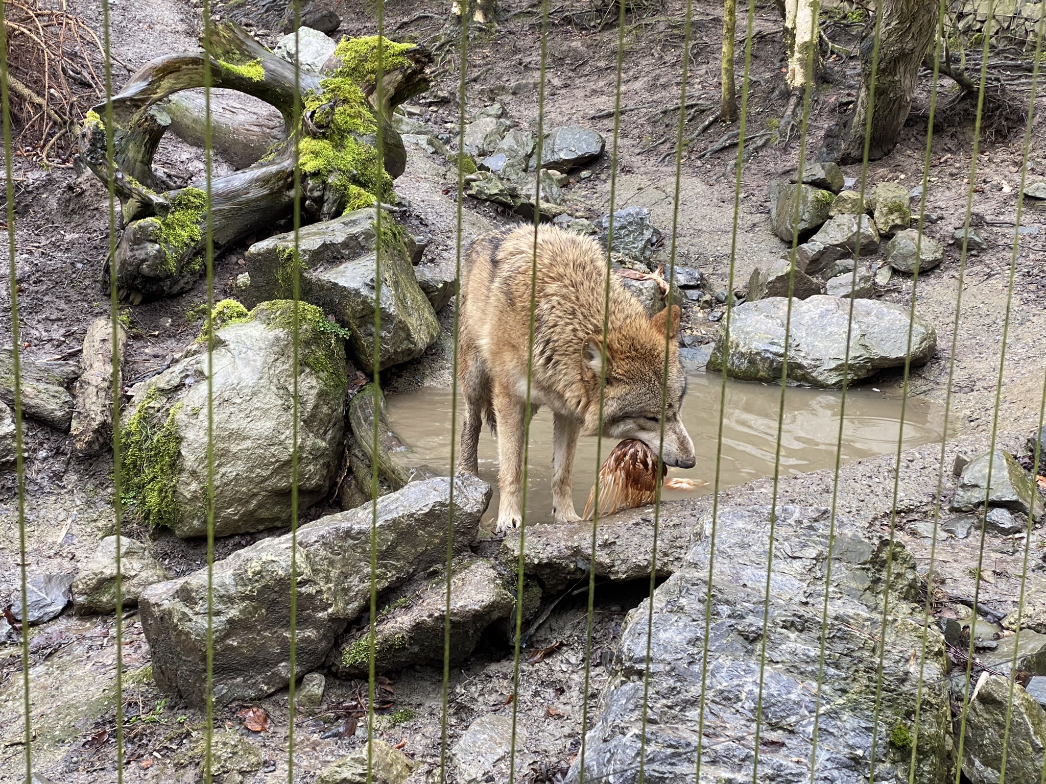 Bild des Wolfes im Zoo Zürich