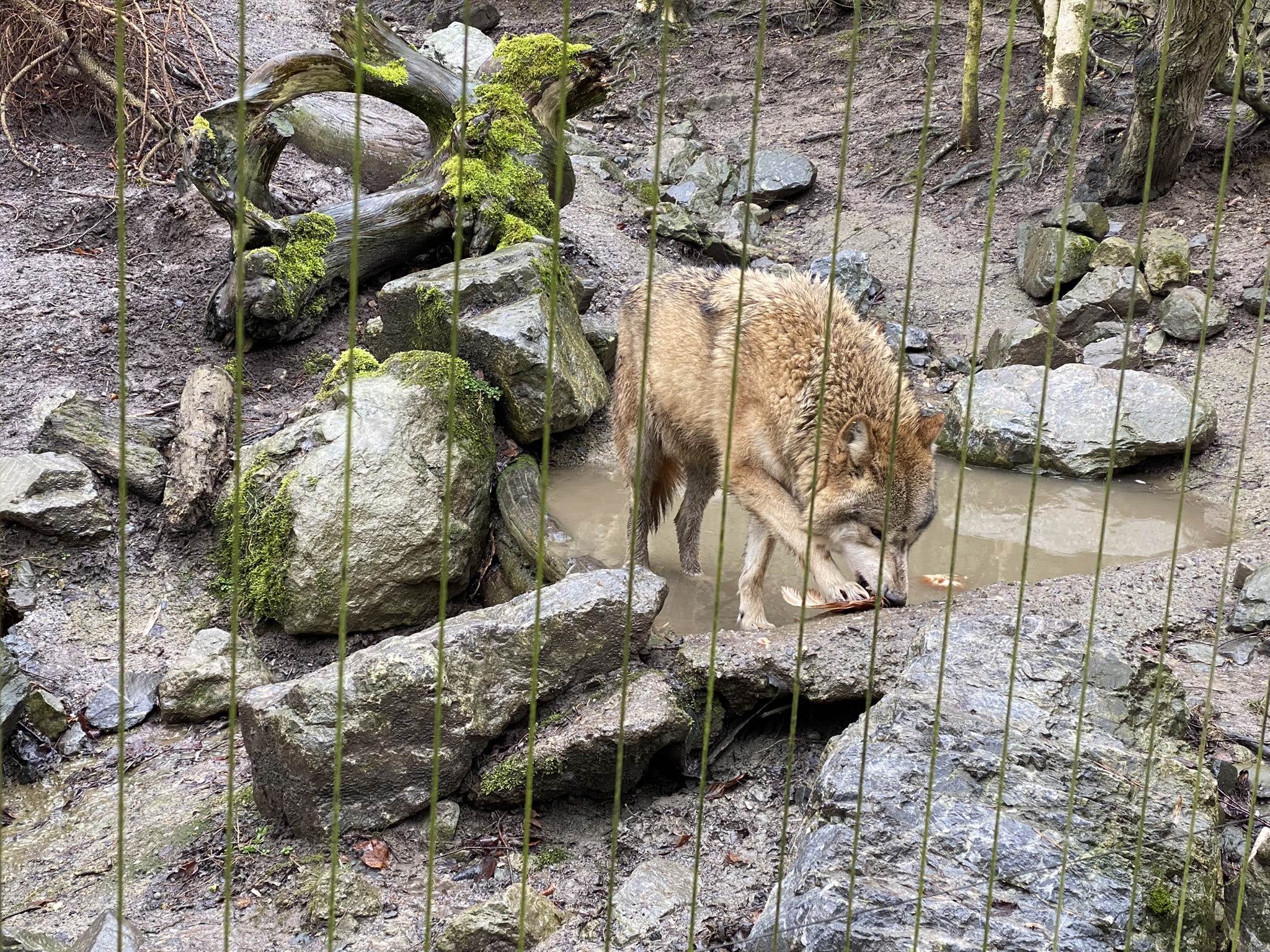 Bild des Wolfes im Zoo Zürich
