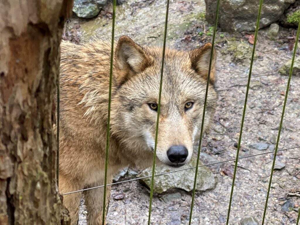 Bild des Wolfes im Zoo Zürich