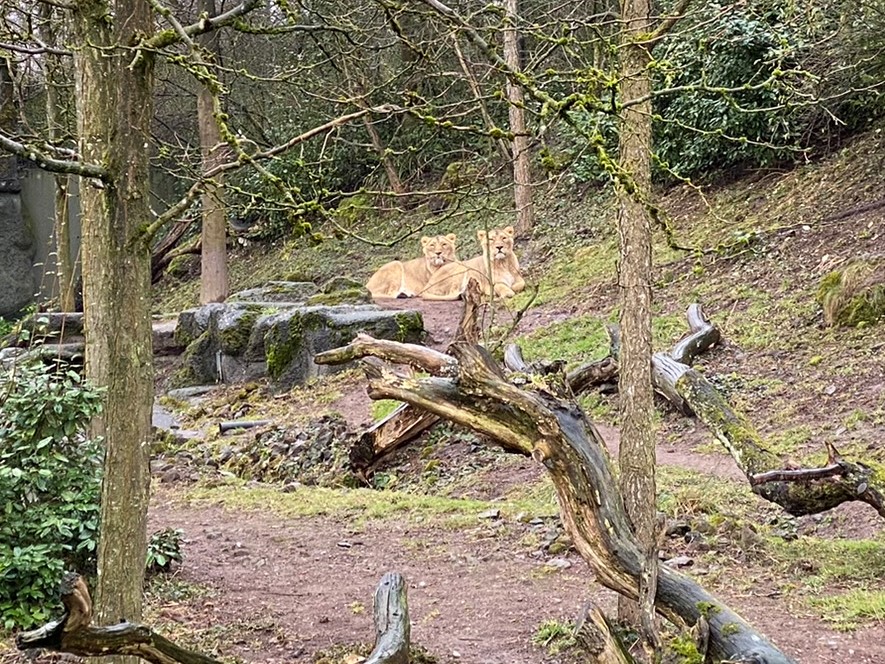 Bild der Löwinnen im Zoo Zürich