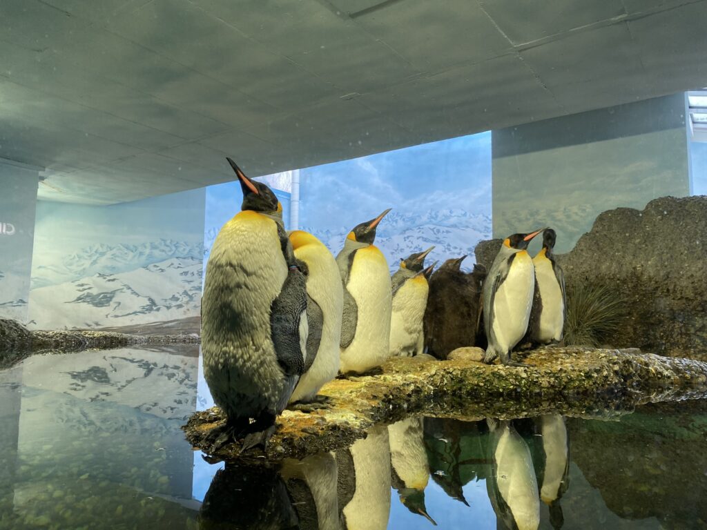 Bild der Pinguine im Zoo Zürich