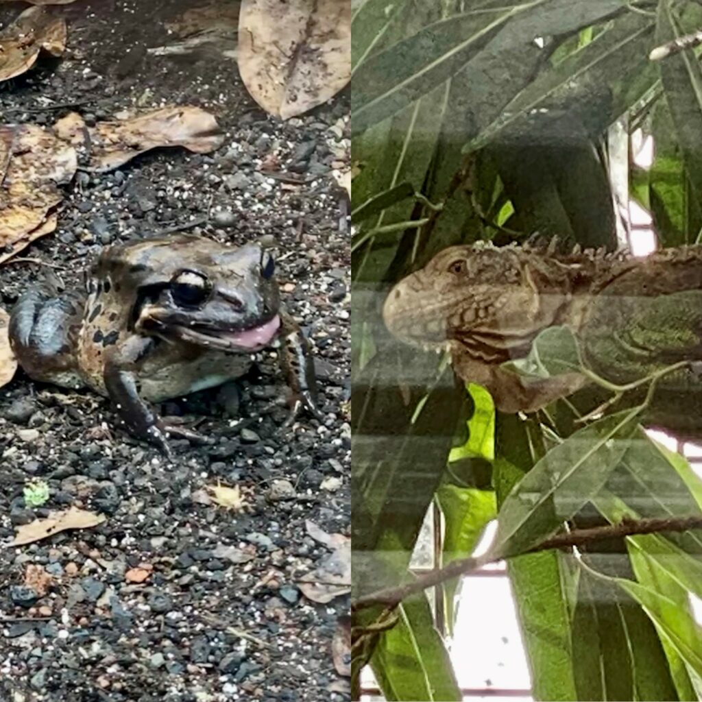 Bild des Antillen-Ochsenfroschs des Antillen-Leguans im Zoo Zürich