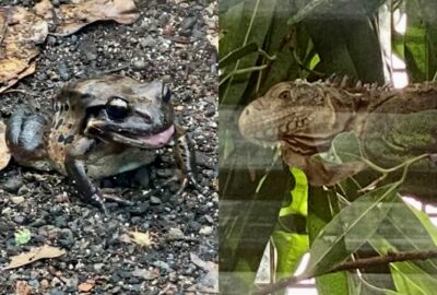 Bild des Antillen-Ochsenfroschs des Antillen-Leguans im Zoo Zürich