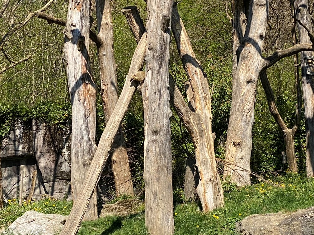 Bild des Nasenbären im Zoo Zürich