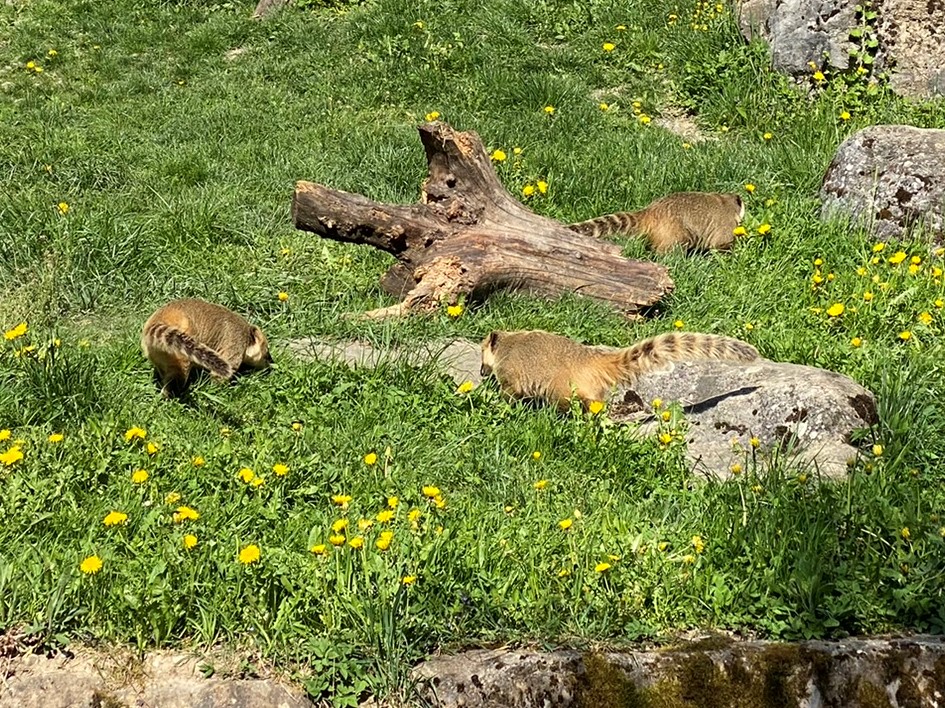 Bild der Nasenbären im Zoo Zürich