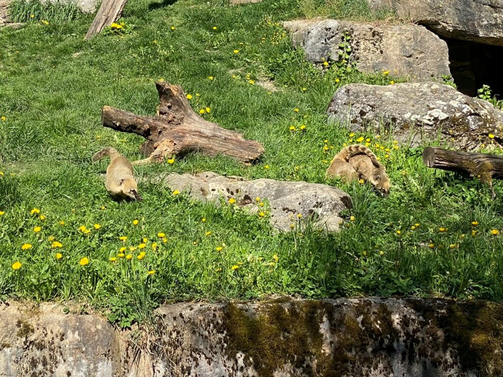 Bild der Nasenbären im Zoo Zürich