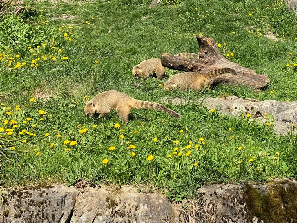 Bild der Nasenbären im Zoo Zürich