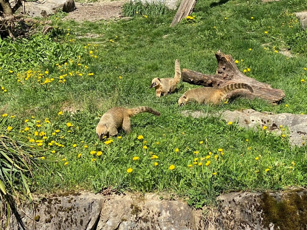 Bild der Nasenbären im Zoo Zürich