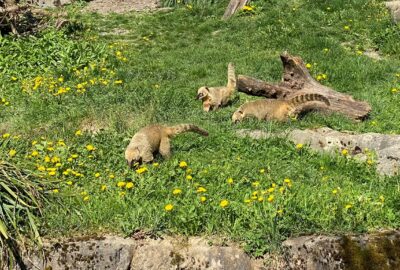 Bild der Nasenbären im Zoo Zürich