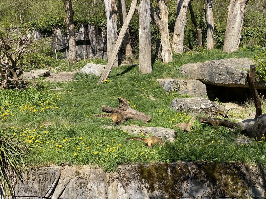 Bild der Nasenbären im Zoo Zürich