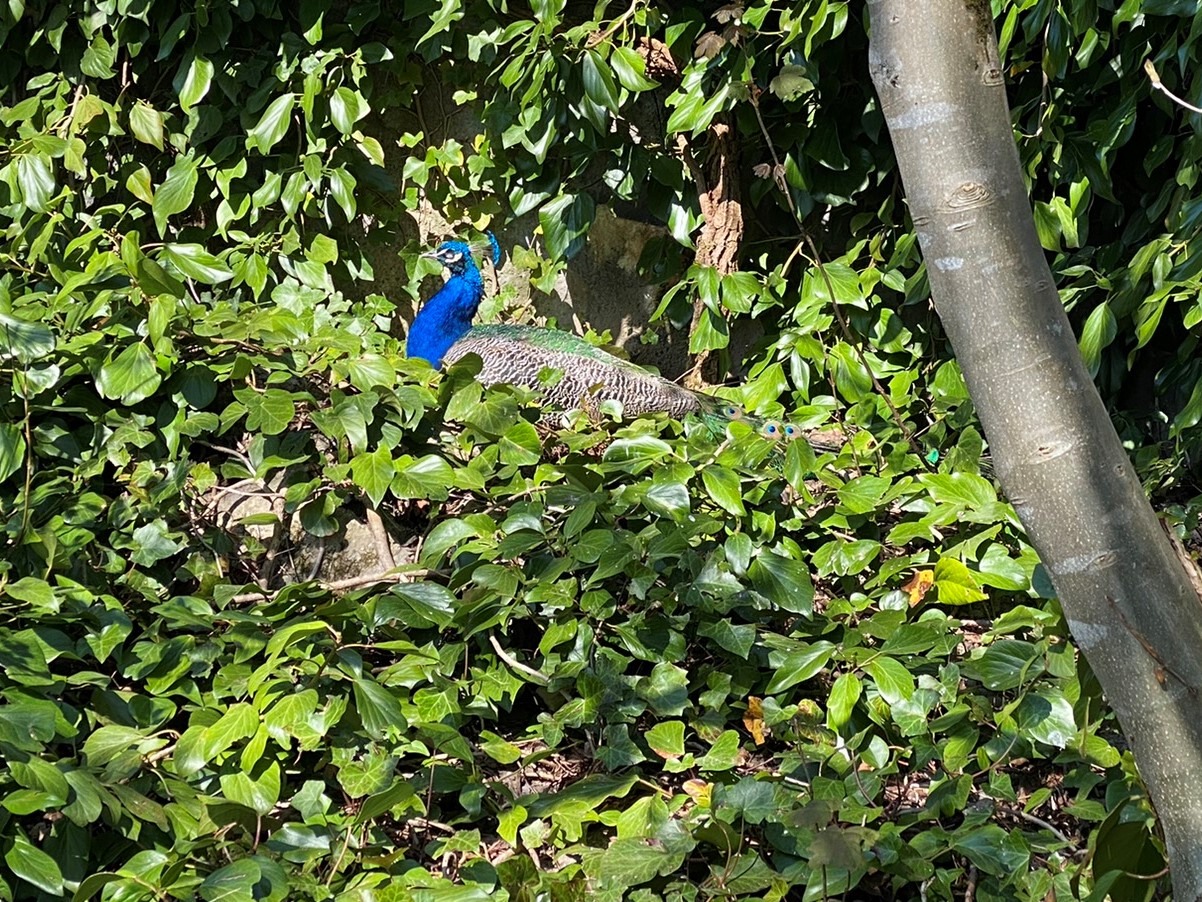Bild eines Pfaus im Zoo Zürich
